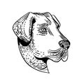 Anatolian Shepherd Dog Etching Black and White