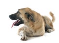 Anatolian Shepherd dog Royalty Free Stock Photo