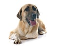 Anatolian Shepherd dog