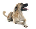 Anatolian Shepherd dog Royalty Free Stock Photo
