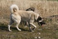 Anatolian Shepherd Dog kangal Royalty Free Stock Photo