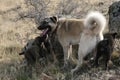 Anatolian Shepherd Dog kangal Royalty Free Stock Photo