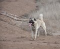 Anatolian Shepherd Dog kangal Royalty Free Stock Photo