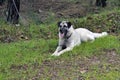 Anatolian shepherd dog kangal