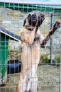 Anatolian Shepherd Dog kangal Royalty Free Stock Photo