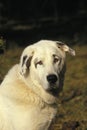 Anatolian Shepherd Dog, Portrait of Adult Royalty Free Stock Photo