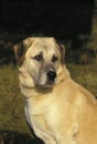 Anatolian Shepherd Dog, Portrait of Adult Royalty Free Stock Photo