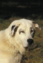 Anatolian Shepherd Dog, Portrait of Adult Royalty Free Stock Photo