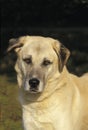 Anatolian Shepherd Dog, Portrait of Adult Royalty Free Stock Photo
