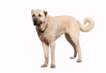 Anatolian shepherd dog sivas kangal in isolated white background Royalty Free Stock Photo