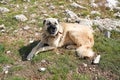 Anatolian shepherd dog with spiked iron collar lying on pasture. Royalty Free Stock Photo