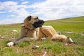Anatolian shepherd dog with spiked iron collar lying on pasture. Royalty Free Stock Photo