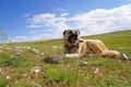 Anatolian shepherd dog with spiked iron collar lying on pasture. Royalty Free Stock Photo