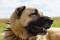 Anatolian shepherd dog with spiked iron collar lying on pasture. Royalty Free Stock Photo