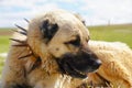 Anatolian shepherd dog with spiked iron collar lying on pasture.