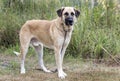 Anatolian Shepherd herding livestock guardian dog Royalty Free Stock Photo