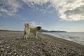 Anatolian Shepper Dog Kangal Royalty Free Stock Photo