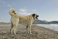 Anatolian Shepperd dog