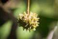 An Anatolian sweetgum Liquidambar orientalis tree fruit. Selective focus on the fruit.