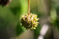 An Anatolian sweetgum Liquidambar orientalis tree fruit. Selective focus on the fruit.