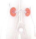 Anatomic 3D illustration of the urinary system, sectioned kidneys showing the interior.