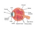Anatomic Eye Captions Composition Royalty Free Stock Photo