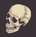 Anatomic Grunge Skull