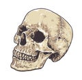 Anatomic Grunge Skull