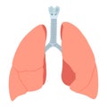 Anatomic lungs illustration