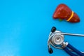 Anatomic study model of liver or hepar and stethoscope on blue background occupy half of photo, in second half - empty space for t Royalty Free Stock Photo