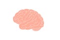 Anatomical brain. Large pink gyrus encircle entire circumference complex structure of intelligence cerebral organ.