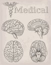 Anatomical Brain organ illustration. Medicine, Vector illustration poster. Anatomical high detailed tattoo art. Medical study cad