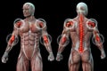 Joint pain in humans, anatomical vision.