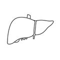 Anatomical contour human liver, gallbladder scientifically accurate on white background. Medical science vector anatomy