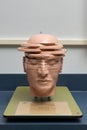 Anatomical, cross-sectioned human head model