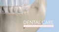 Anatomical dental model of human teeth for dentistry, dental care, medical students.