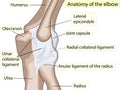 Anatomical design. posterior and radial collateral ligament of the elbow joint. Royalty Free Stock Photo