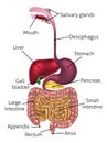 Anatomical Diagram Digestive Tract Royalty Free Stock Photo