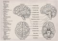 Anatomical diagram of human Brain. Medicine, Vector illustration Royalty Free Stock Photo