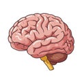 Flat vector illustration of human brain, human brain diagram, vector illustration of human brain Royalty Free Stock Photo