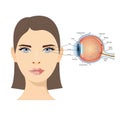 Anatomical diagram of the human eye. Cross section of a sense organ with all components such as the lens, pupil, camera