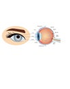 Anatomical diagram of the human eye. Cross section of a sense organ with all components such as the lens, pupil, camera