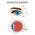 Anatomical diagram of the human eye. Cross section of a sense organ with all the important components Royalty Free Stock Photo