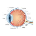 Anatomical diagram of the human eye. Cross section of a sense organ with all components such as the lens, pupil, camera Royalty Free Stock Photo