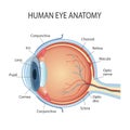 Anatomical diagram of the human eye. Cross section of a sense organ with all components such as the lens, pupil, camera Royalty Free Stock Photo