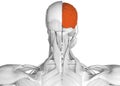 Anatomical drawing of neck muscles highlighting right side brain. Royalty Free Stock Photo