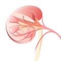 Anatomical false 3D illustration of Kidney, with a section of a kidney, you can see the inside and the veins.