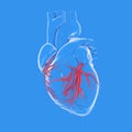 Anatomical and graphic 3d illustration of the human heart, showing the coronary arteries Royalty Free Stock Photo