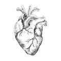 Anatomical heart black and white illustration Royalty Free Stock Photo