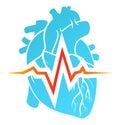 Anatomical heart and cardiogram